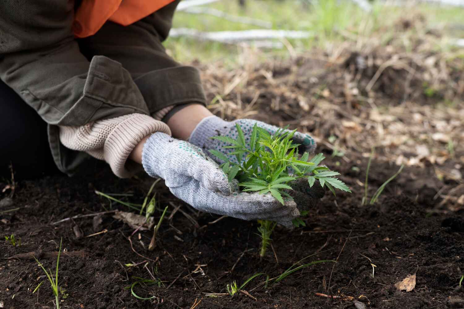 Tree Health Inspection in West Pleasant View, CO